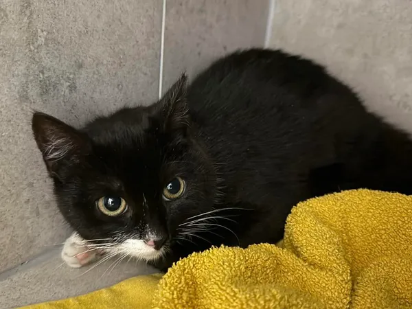 Znaleziono kota, Sosnowiec, 2 kwietnia 2026