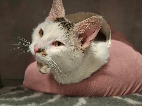 Znaleziono kota, Sosnowiec, 4 kwietnia 2026