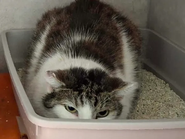 Znaleziono kota, Sosnowiec, 4 kwietnia 2026