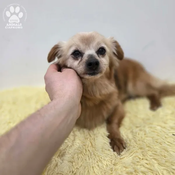 Pies do adopcji, Gdynia, 11 kwietnia 2026 (2/5)