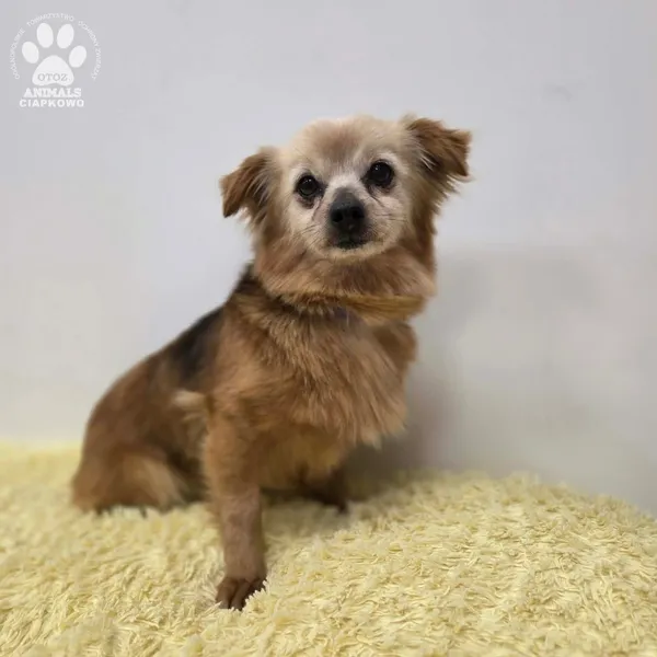 Pies do adopcji, Gdynia, 11 kwietnia 2026 (3/5)