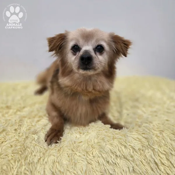 Pies do adopcji, Gdynia, 11 kwietnia 2026 (5/5)