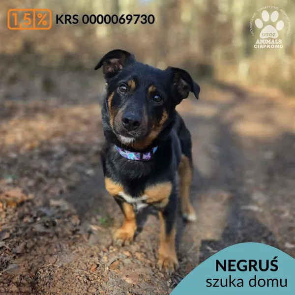 Pies do adopcji, Gdynia, 11 kwietnia 2026 (1/5)