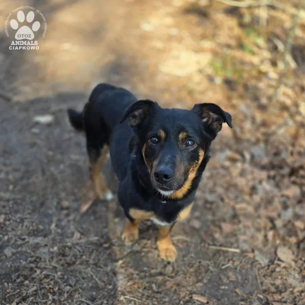 Pies do adopcji, Gdynia, 11 kwietnia 2026 (4/5)