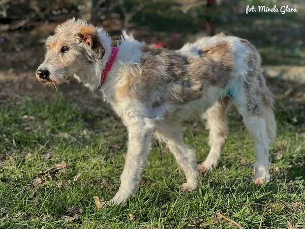 Pies do adopcji, Bydgoszcz, 10 kwietnia 2026 (2/5)