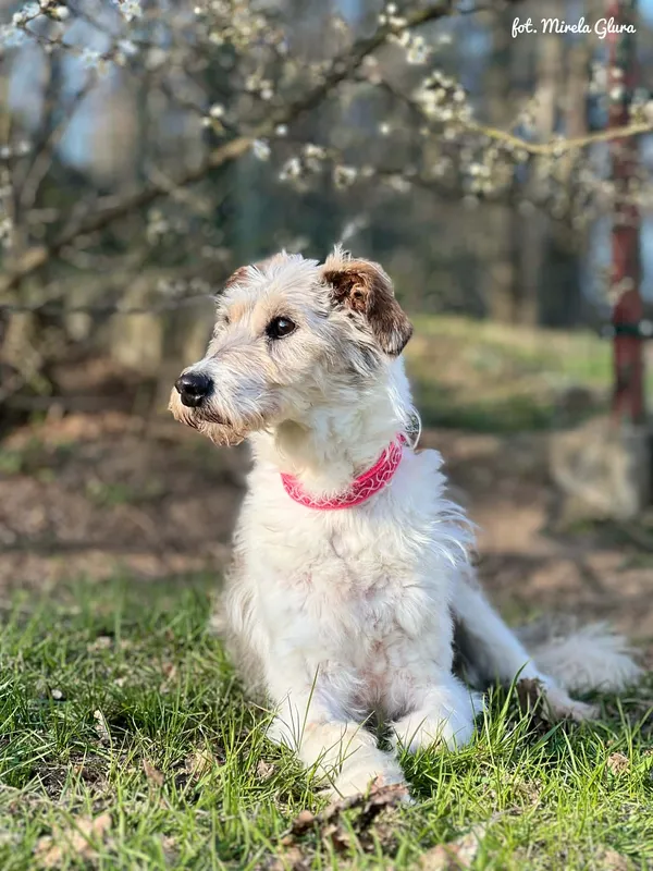 Pies do adopcji, Bydgoszcz, 10 kwietnia 2026 (5/5)