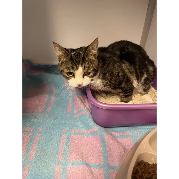 Znaleziono kota, Białystok, 11 kwietnia 2026