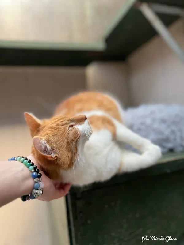 Kot do adopcji, Bydgoszcz, 10 kwietnia 2026 (1/3)