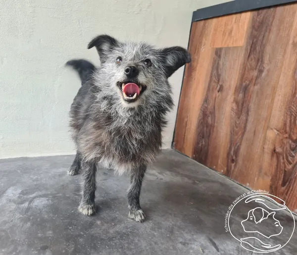 Znaleziono psa, Chełmek, 10 kwietnia 2026