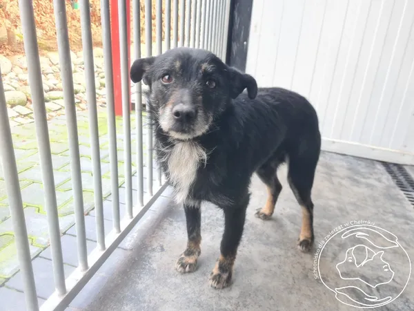 Znaleziono psa, Chełmek, 10 kwietnia 2026