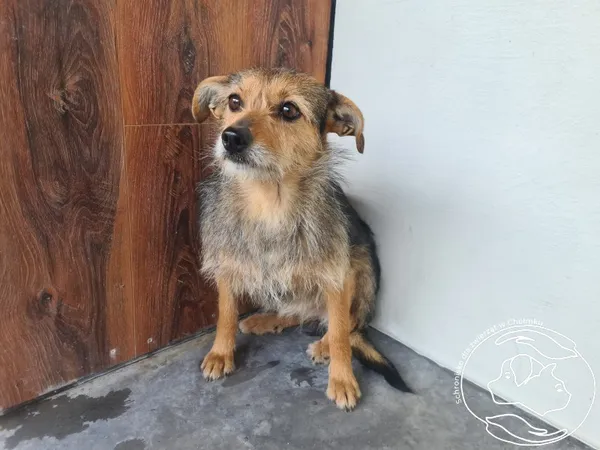 Znaleziono psa, Chełmek, 10 kwietnia 2026