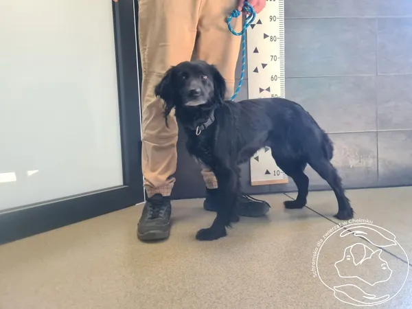 Znaleziono psa, Chełmek, 10 kwietnia 2026