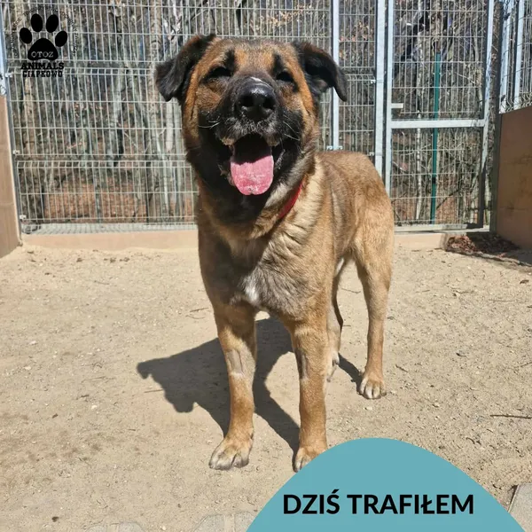 Znaleziono psa, Gdynia, 10 kwietnia 2026