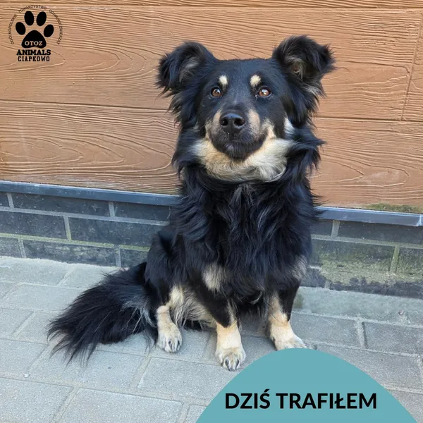 Znaleziono psa, Gdynia, 6 kwietnia 2026