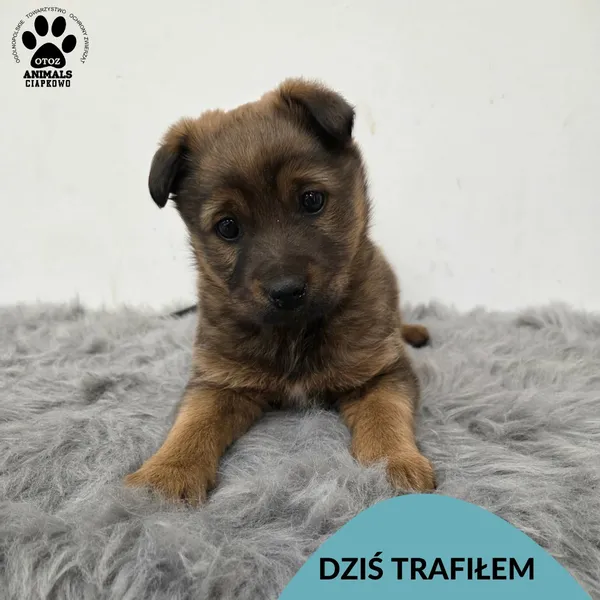 Znaleziono psa, Gdynia, 2 kwietnia 2026