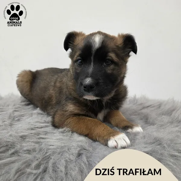 Znaleziono psa, Gdynia, 2 kwietnia 2026