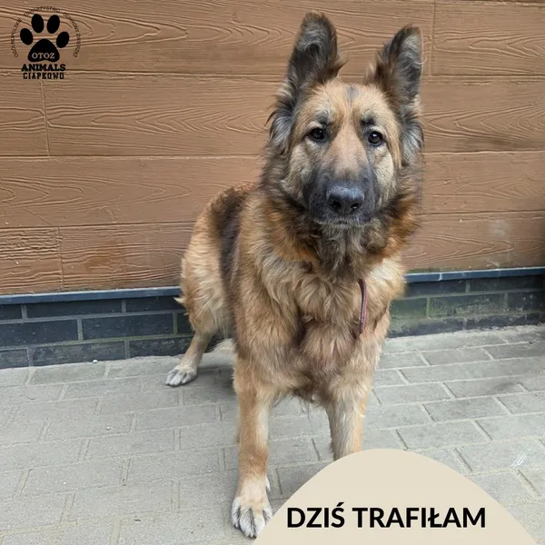 Znaleziono psa, Gdynia, 2 kwietnia 2026