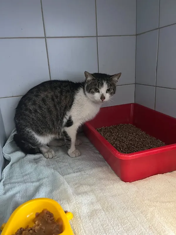 Znaleziono kota, Lublin, 10 kwietnia 2026