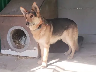 Pies do adopcji, Pabianice, 1 kwietnia 2026