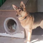 Pies do adopcji