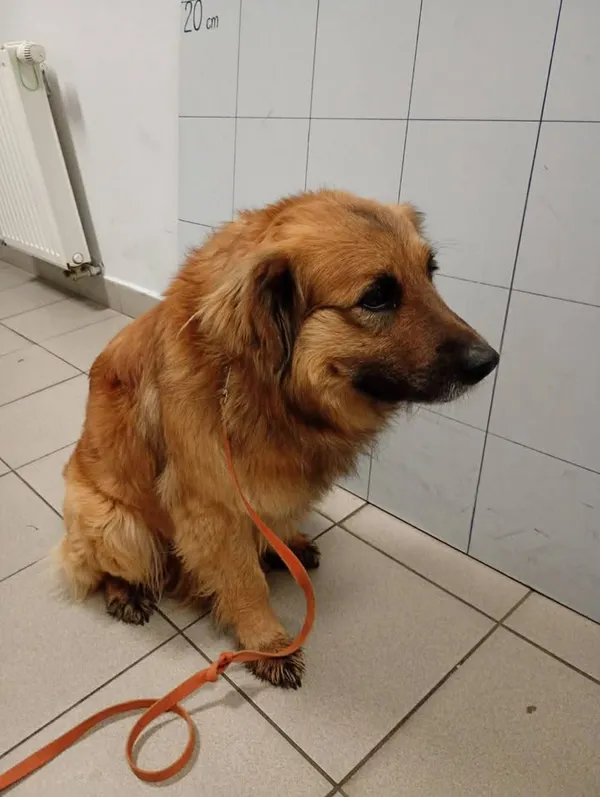 Znaleziono psa, Lublin, 10 kwietnia 2026