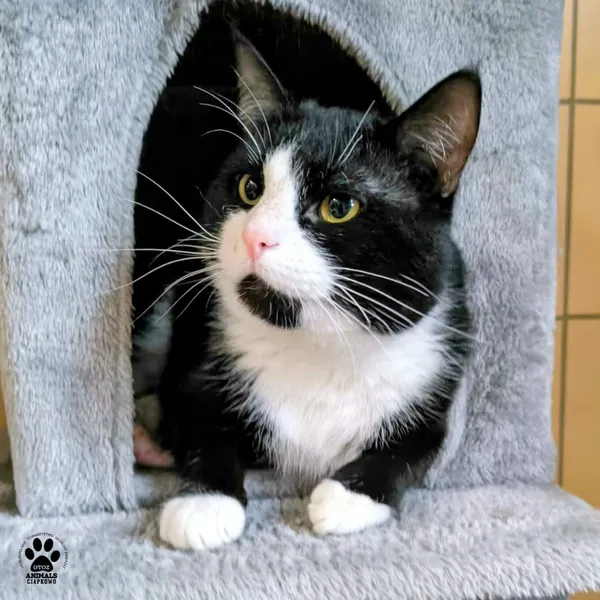 Kot do adopcji, Gdynia, 11 kwietnia 2026 (2/3)