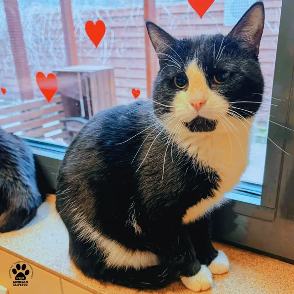 Kot do adopcji, Gdynia, 11 kwietnia 2026 (3/3)