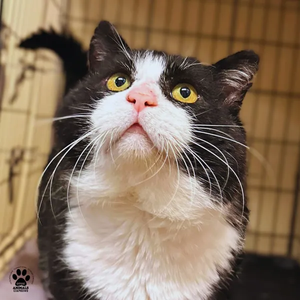 Kot do adopcji, Gdynia, 11 kwietnia 2026 (2/5)