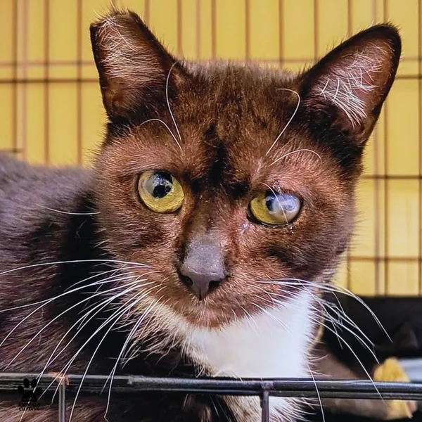 Kot do adopcji, Gdynia, 11 kwietnia 2026 (2/4)