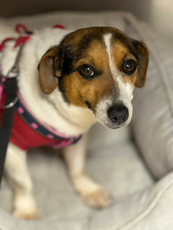 Pies do adopcji, Zgierz, 11 kwietnia 2026 (1/3)