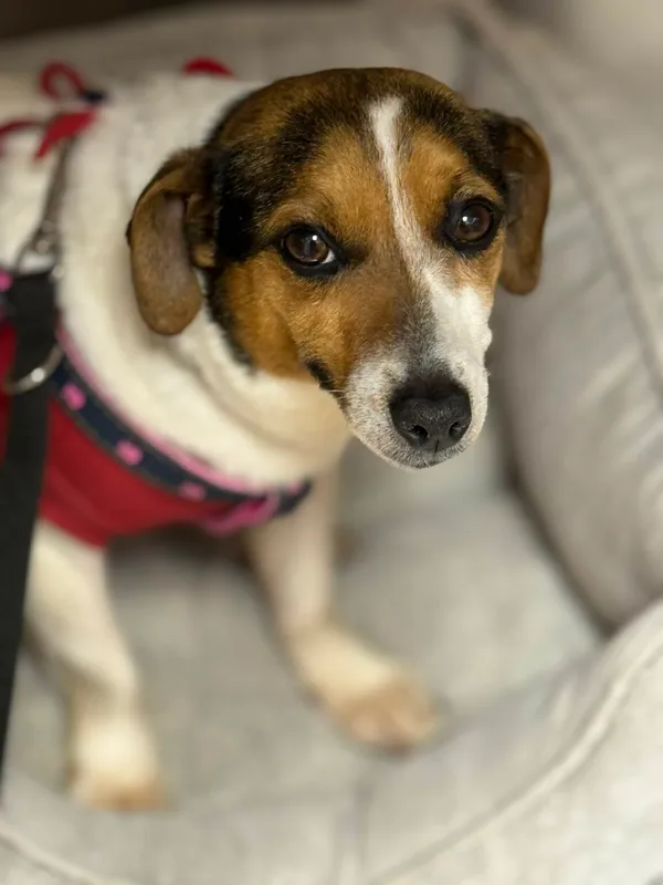 Pies do adopcji, Zgierz, 11 kwietnia 2026 (2/3)