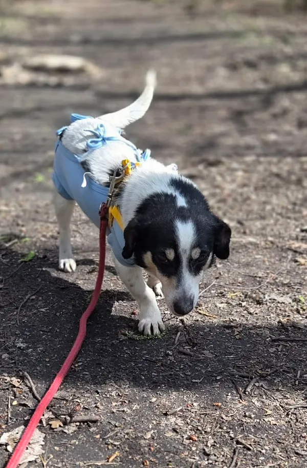 Pies do adopcji, Zgierz, 11 kwietnia 2026 (4/5)