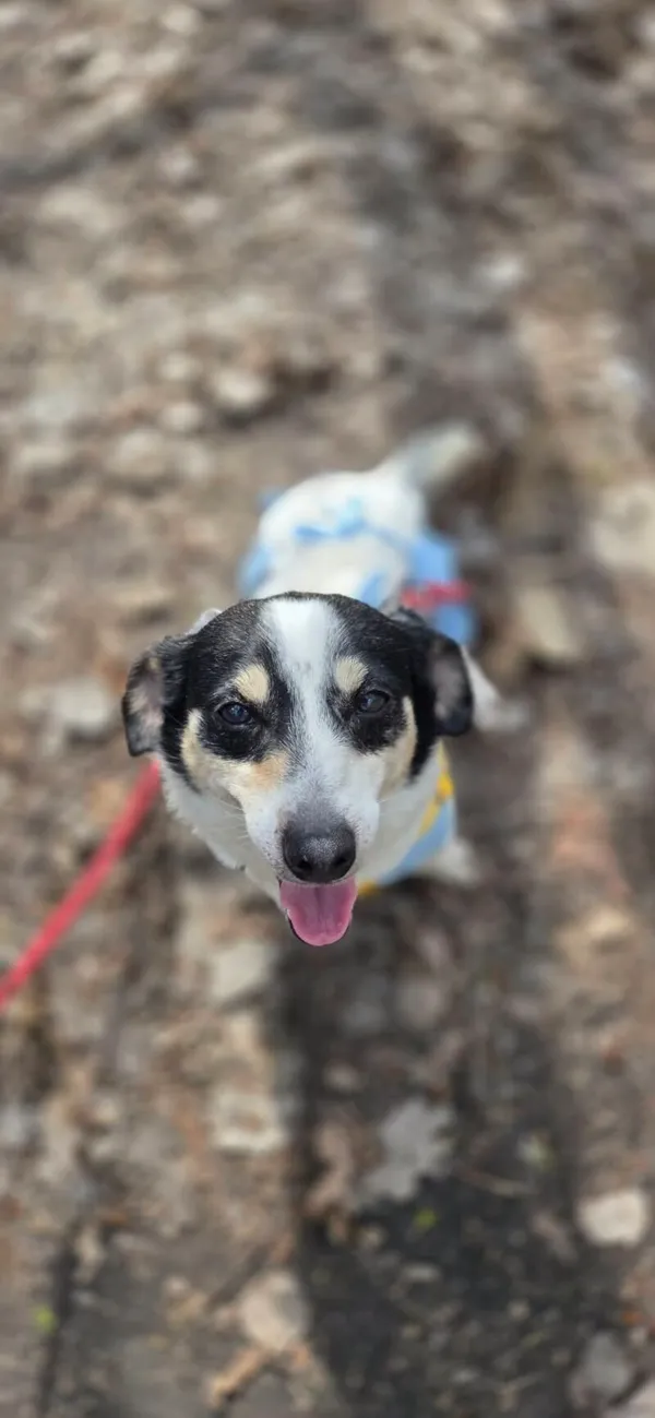 Pies do adopcji, Zgierz, 11 kwietnia 2026 (1/5)