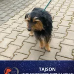 Znaleziono psa