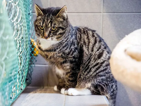 Kot do adopcji, Sopot, 11 kwietnia 2026 (1/3)