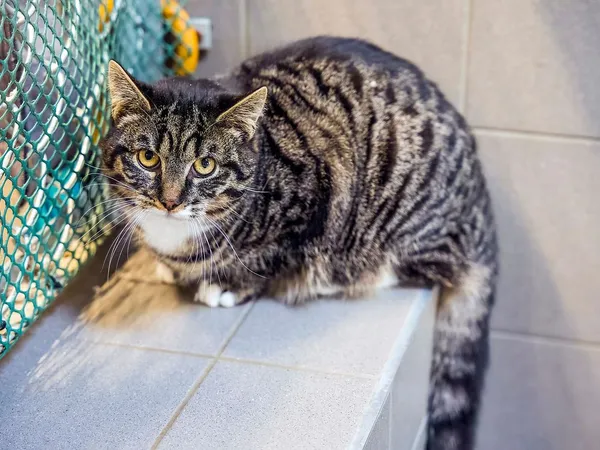 Kot do adopcji, Sopot, 11 kwietnia 2026 (2/3)