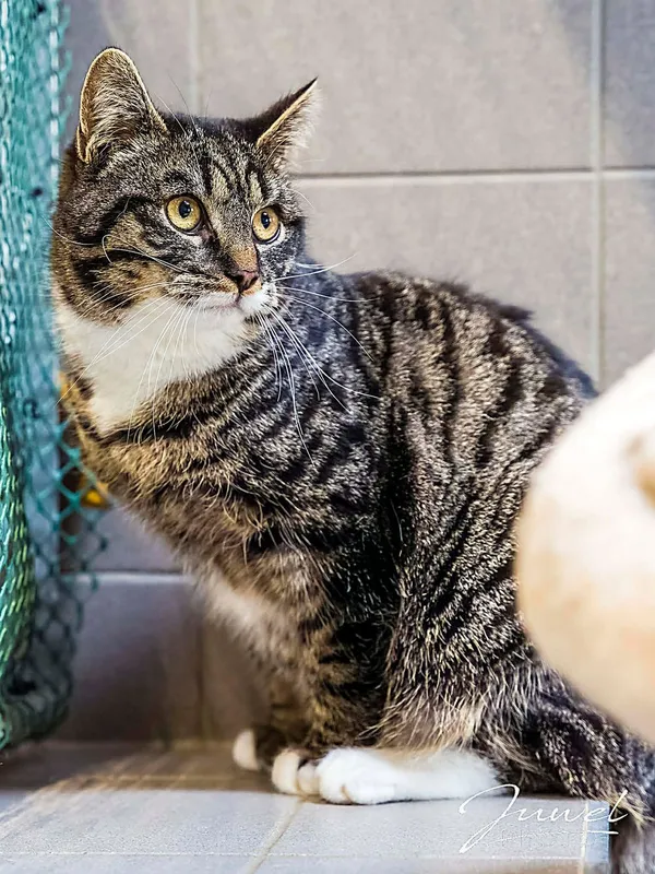 Kot do adopcji, Sopot, 11 kwietnia 2026 (3/3)