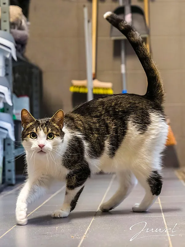 Kot do adopcji, Sopot, 11 kwietnia 2026 (1/3)