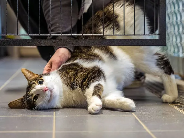 Kot do adopcji, Sopot, 11 kwietnia 2026 (2/3)