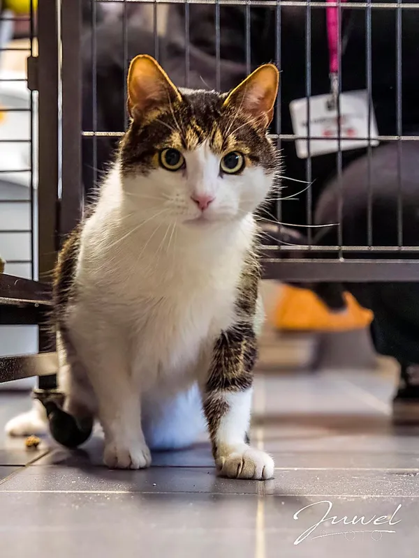 Kot do adopcji, Sopot, 11 kwietnia 2026 (3/3)