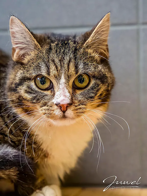 Kot do adopcji, Sopot, 11 kwietnia 2026 (2/4)