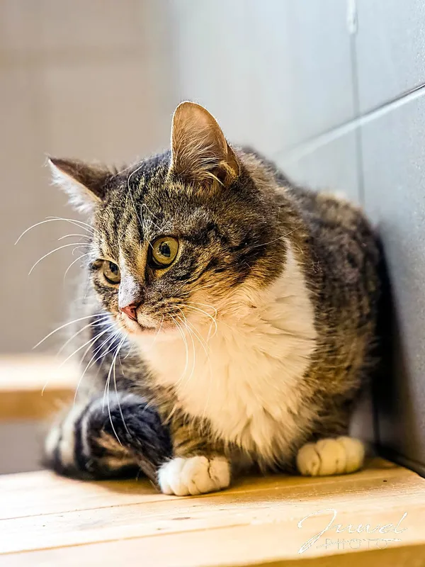 Kot do adopcji, Sopot, 11 kwietnia 2026 (3/4)