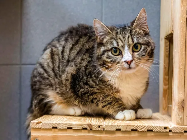 Kot do adopcji, Sopot, 11 kwietnia 2026 (4/4)