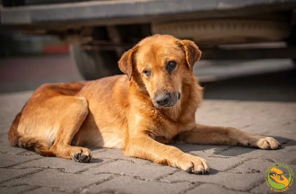 Znaleziono psa, Skałowo, 10 kwietnia 2026