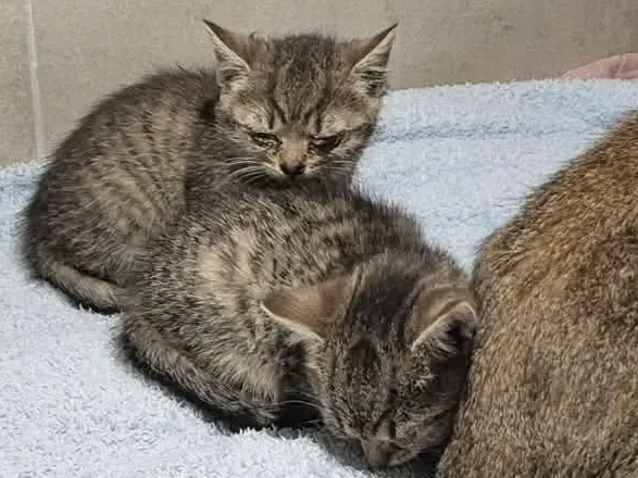 Znaleziono kota, Sosnowiec, 9 kwietnia 2026