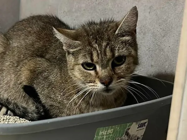 Znaleziono kota, Sosnowiec, 9 kwietnia 2026