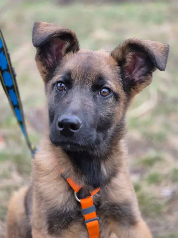 Oddam psa, Jaktorów, 12 kwietnia 2026 (1/4)