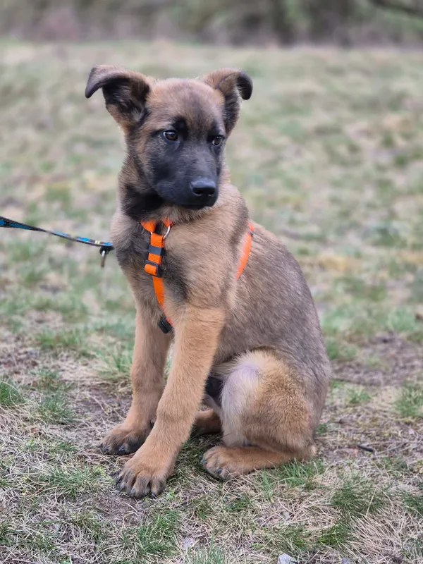 Oddam psa, Jaktorów, 12 kwietnia 2026 (4/4)