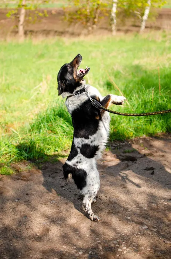 Oddam psa, Olsztyn, Kormoran, 12 kwietnia 2026 (2/4)