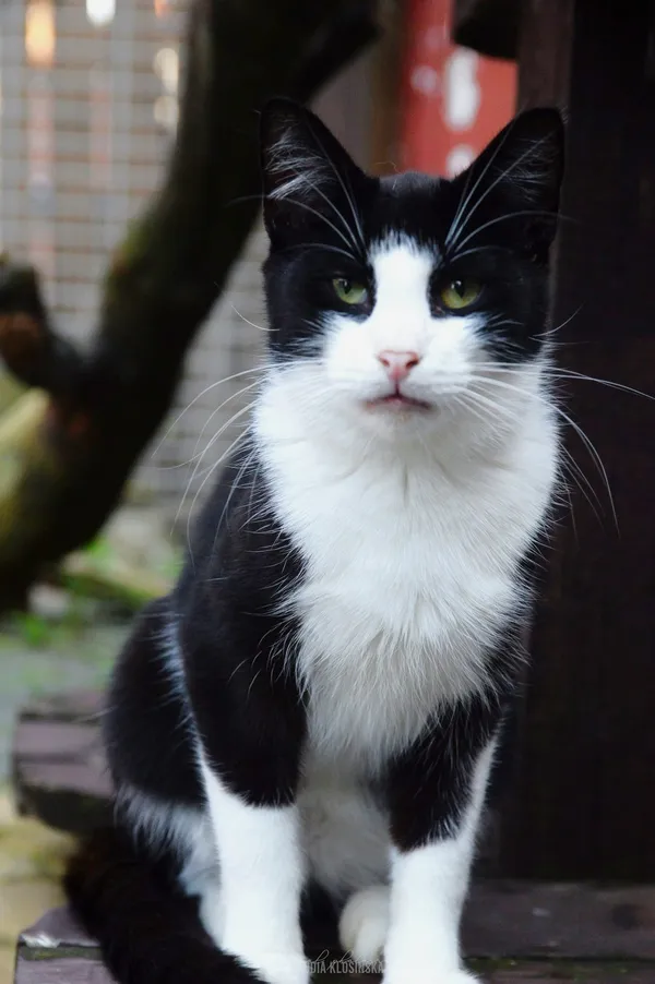 Oddam kota, Mątki, 12 kwietnia 2026 (1/4)